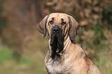 FILA BRASILEIRO 003